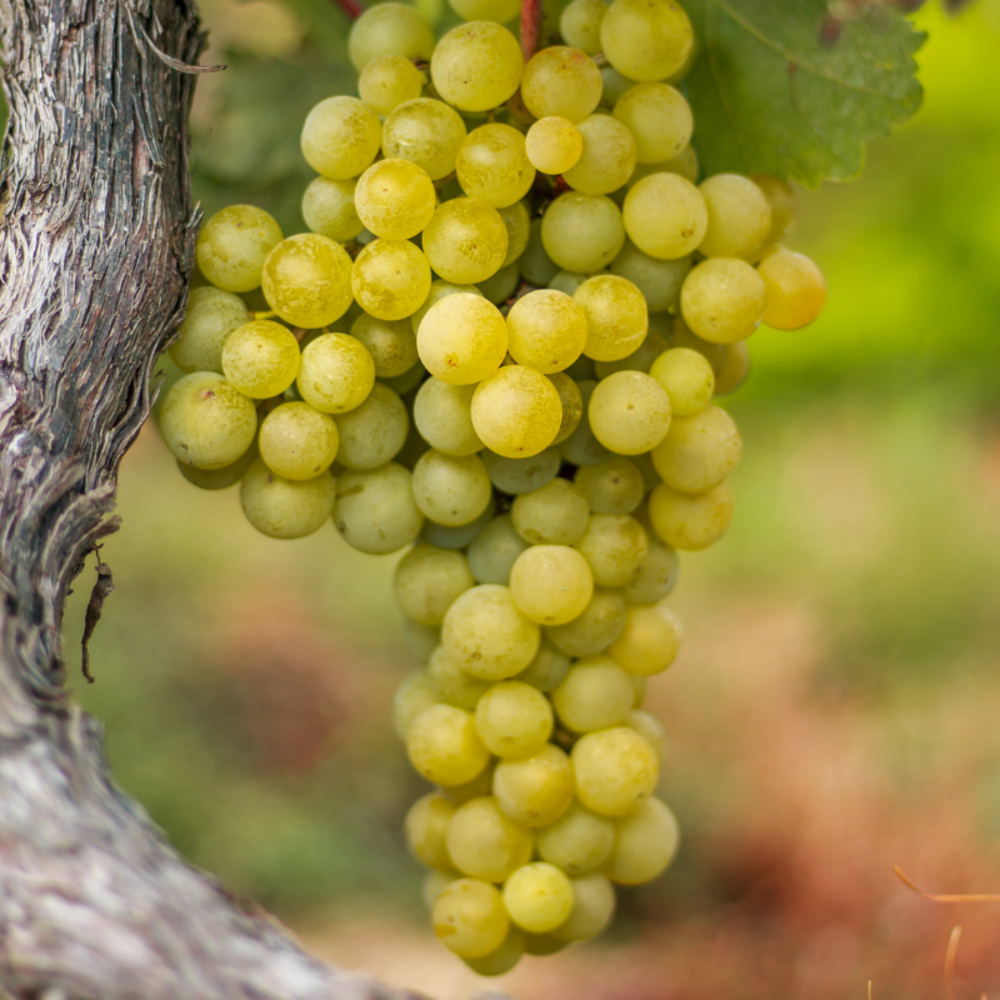 Pied de vigne sweety blanc - vitis vinifera sweety 120cm