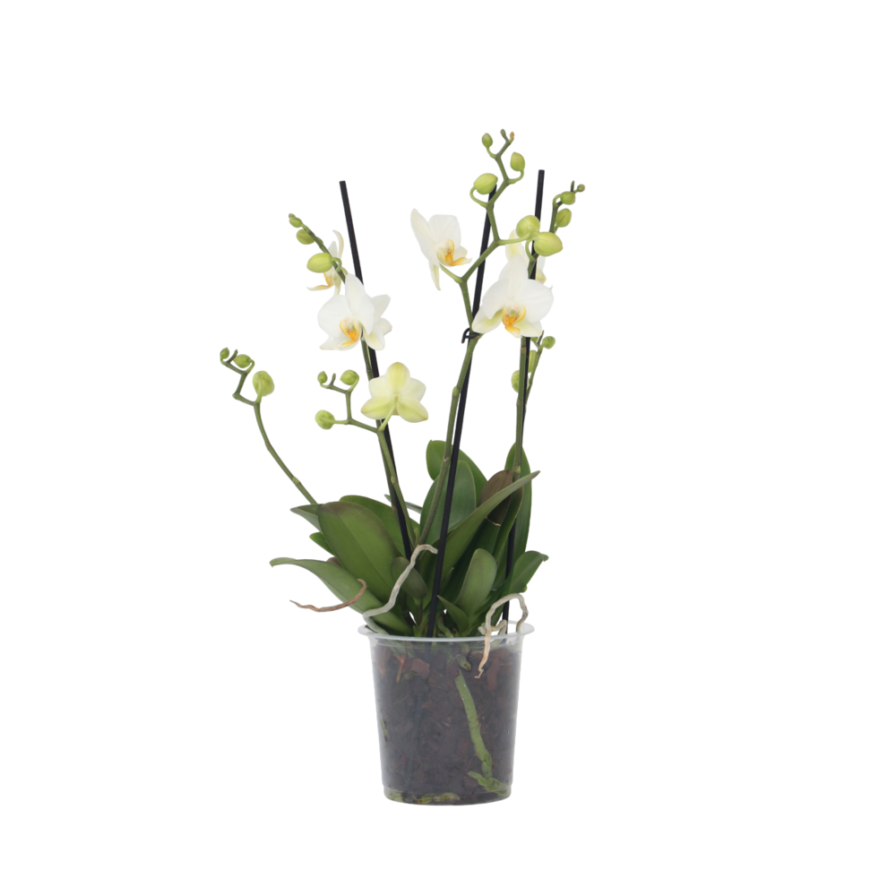 Orchidée papillon - phalaenopsis multiflora - hauteur 35-45cm - ⌀12cm
