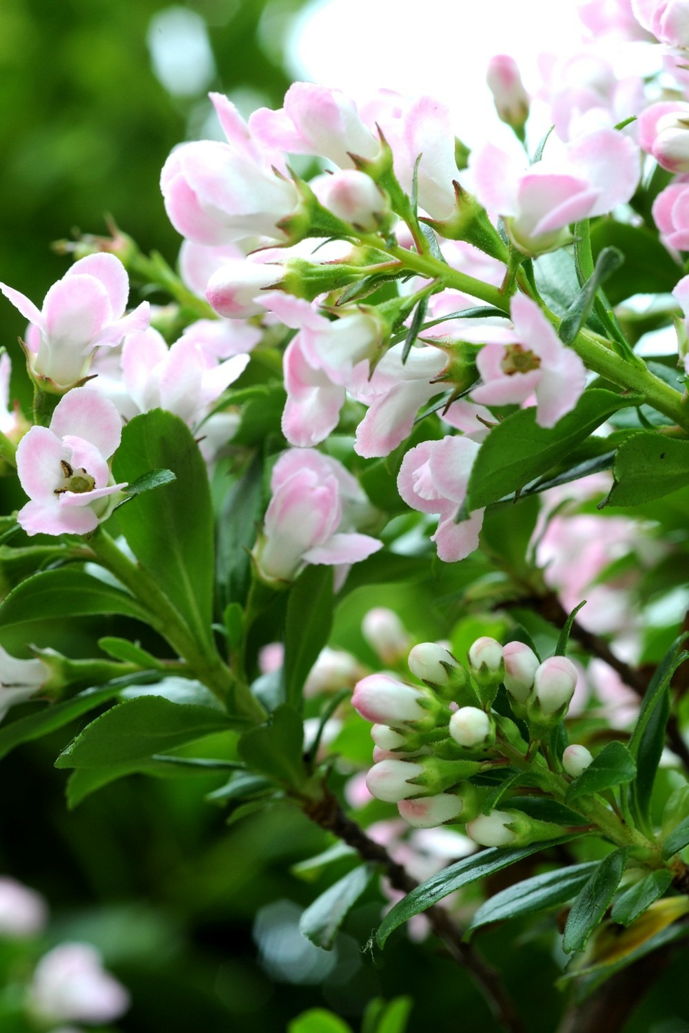 Escallonia 'apple blossom' - en pot de 3 litres