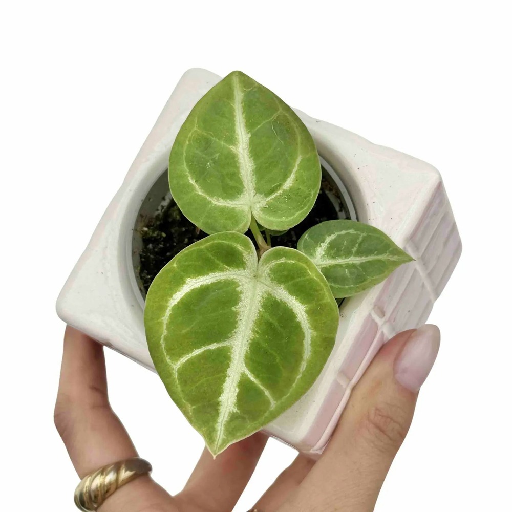 Anthurium dorayaki - pot de 6cm