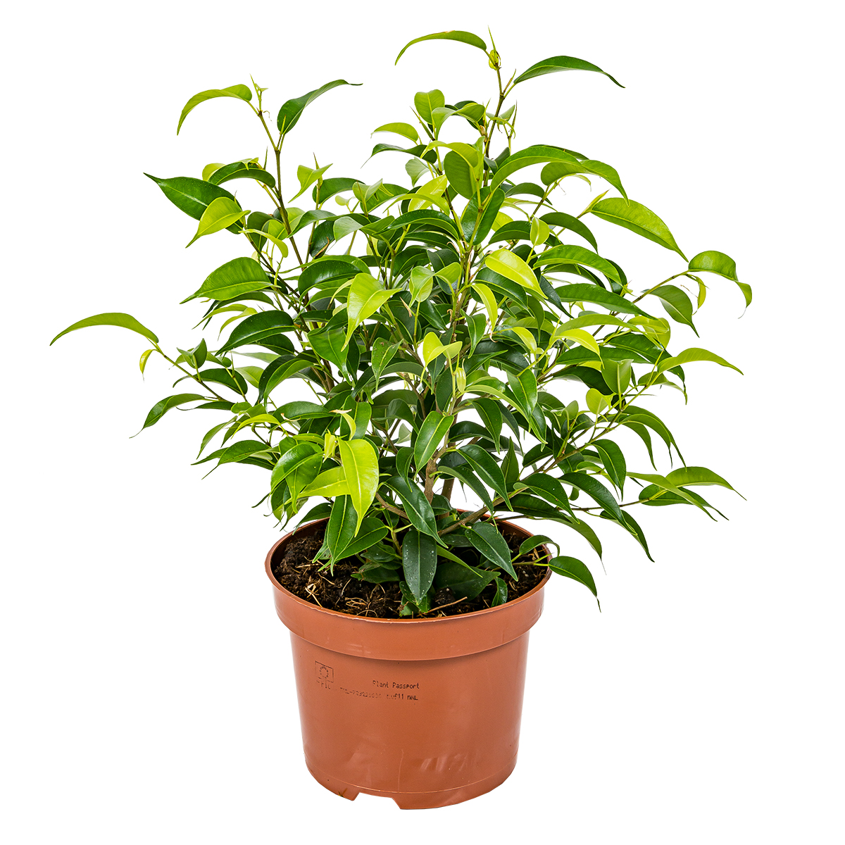 Ficus benjamina 'natacha' - figuier pleureur chaque - plante d'intérieur en pot de pépinière ⌀12 cm - ↕30 cm