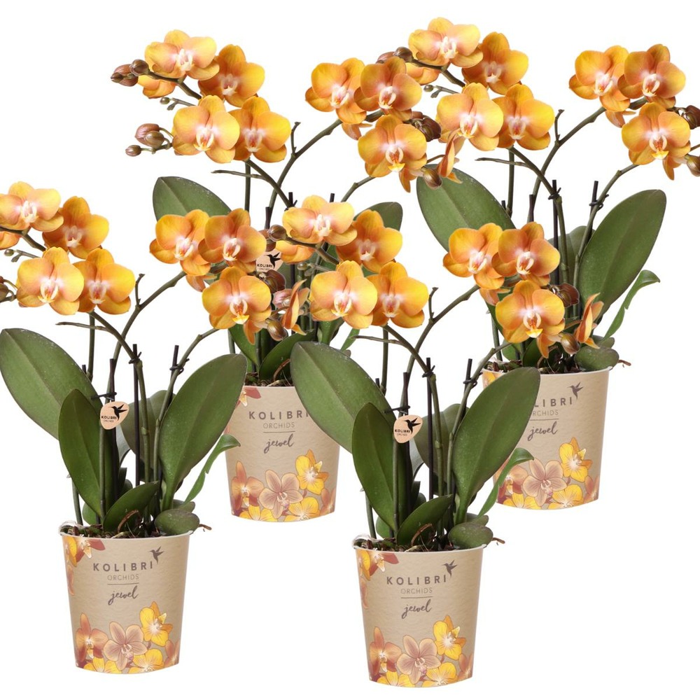 Lot de 4 orchidées phalaenopsis orange - las vegas cm - plante d'intérieur