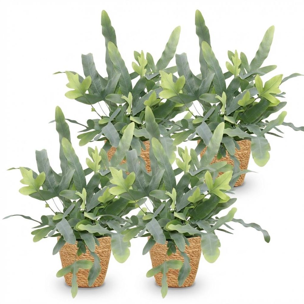 Phlebodium aureum blue star - pet-friendly - pot de 12cm - hauteur 25-30cm