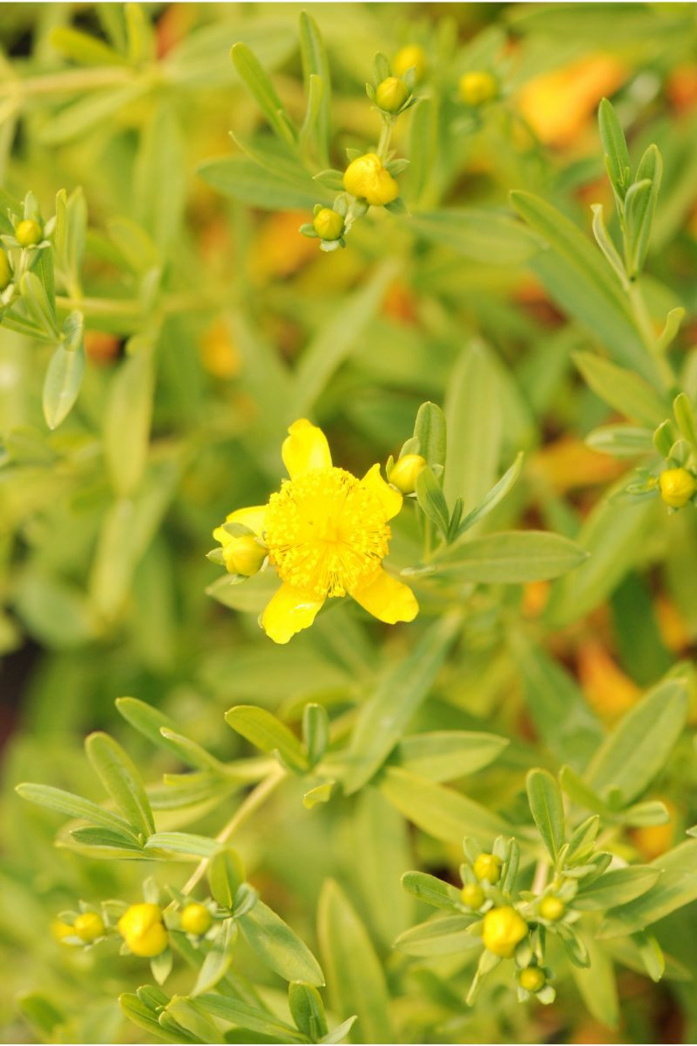 Millepertuis cobalt'n'gold' - en pot de 5 litres