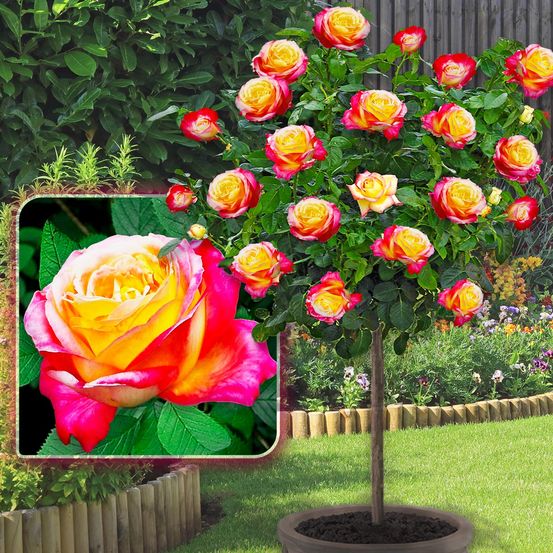 Rosier sur tige double delight - 120 cm - pour pots et pleine terre - idéal pour balcon, terrasse, petit jardin