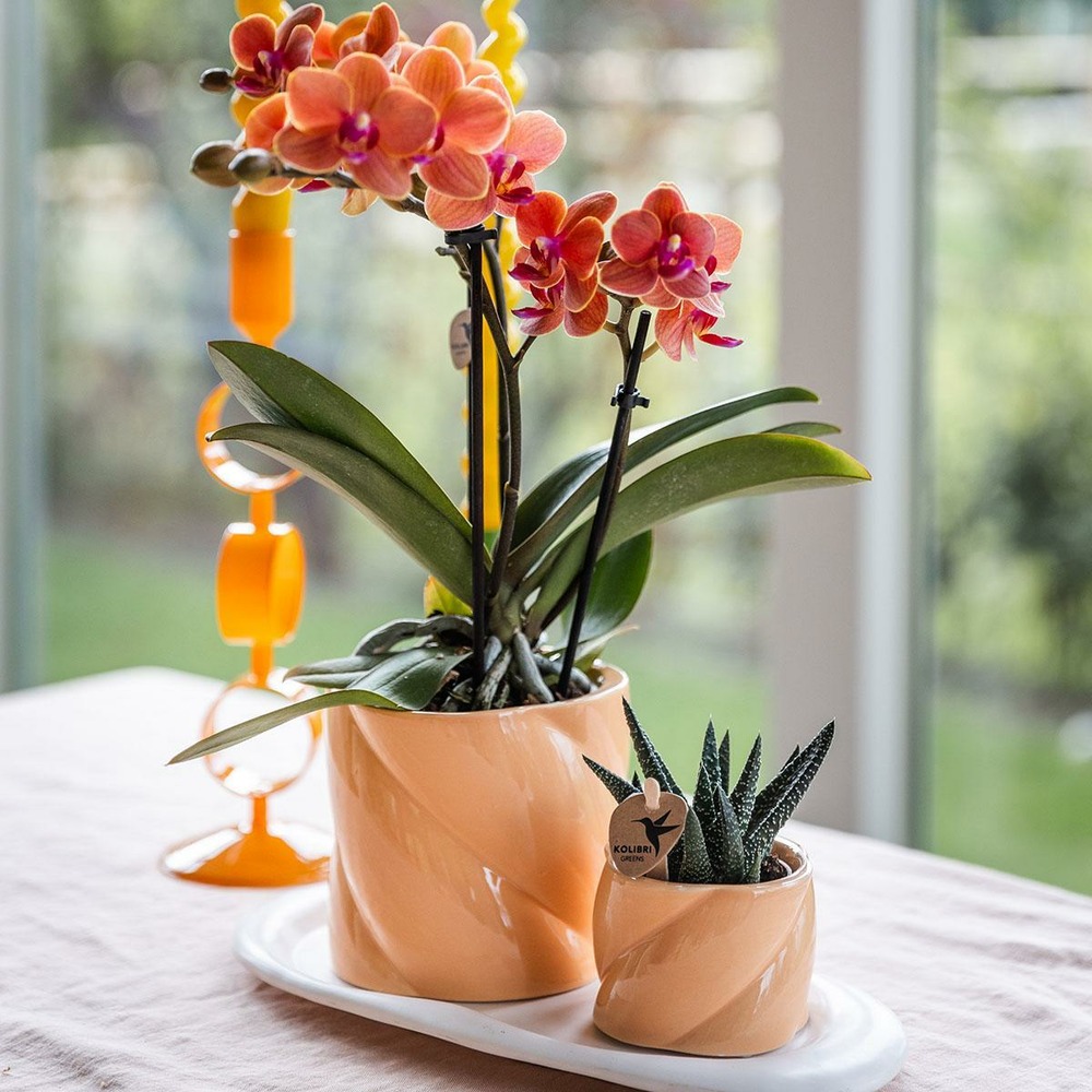 Orchidée corail et succulente avec cache-pot pêche sur plateau blanc