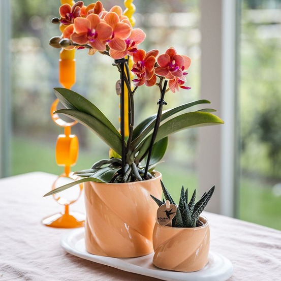 Orchidée corail et succulente avec cache-pot pêche sur plateau blanc