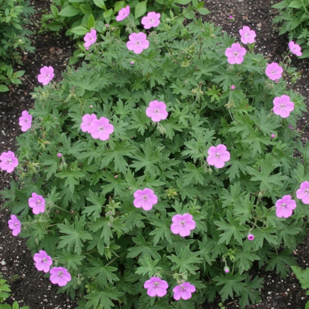 Géranium vivace inverness lot de 3 godets