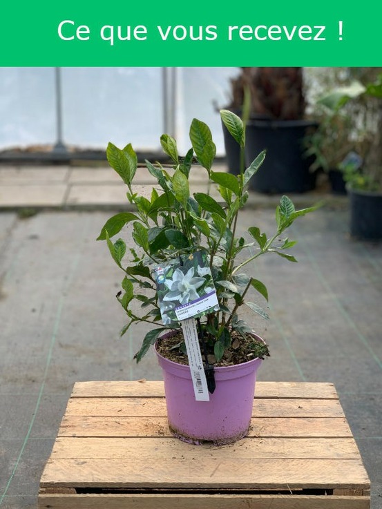 Gardenia 'summer snow' pot de 3l/4l