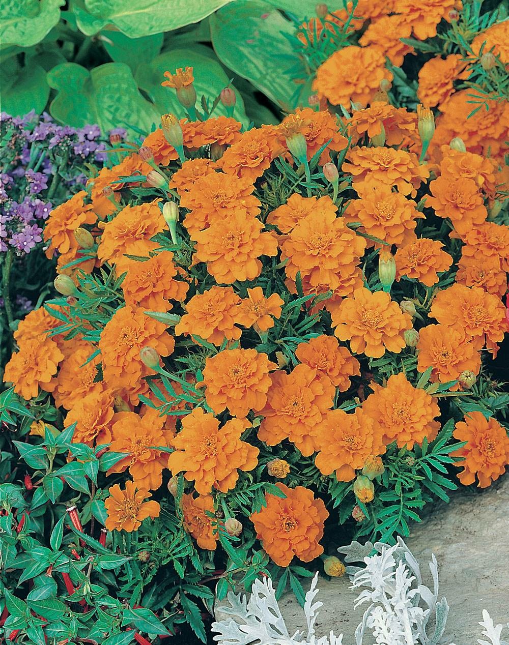 Oeillet d inde mandarine - 0.5 g