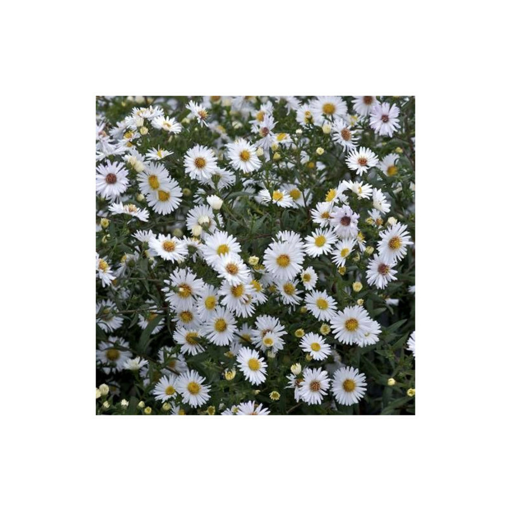 Aster grand d'automne white lady, aster novi-belgii lot de 3 godets