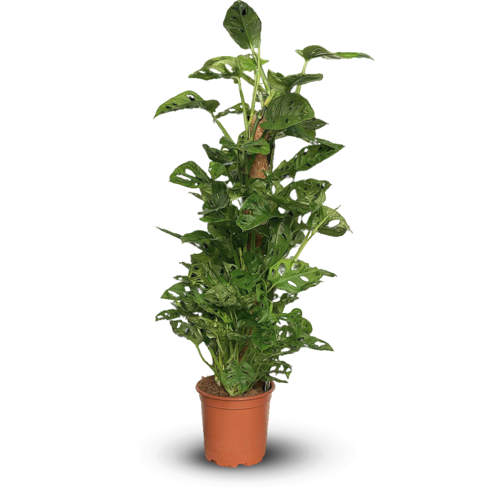 Monstera andansonii monkey - plante trouée - purificateur d'air - ↕ 80-90 cm - ⌀ 19 cm - plante d'intérieur
