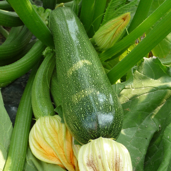 Plant de courgette astia f1 pot 0,5 l