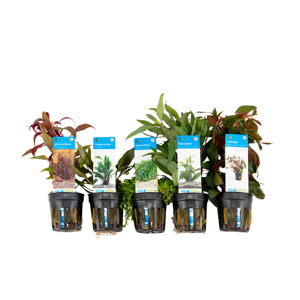 Set de 5 - plantes d'aquarium véritables - plantes aquatiques - purifiantes - hauteur 15-20 cm