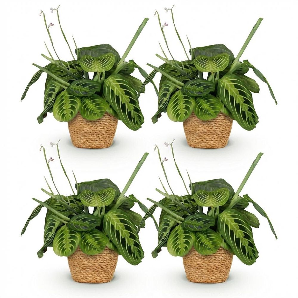 Maranta fascinator lemon lime - pet-friendly - plante de prière - pot de 12cm - hauteur 25-35cm