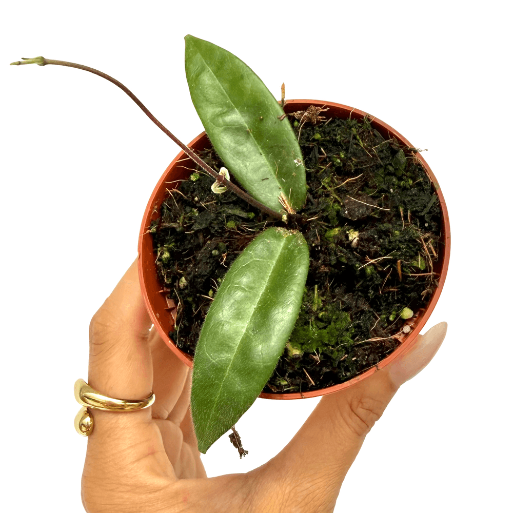 Hoya hypolasia - pot de 8cm