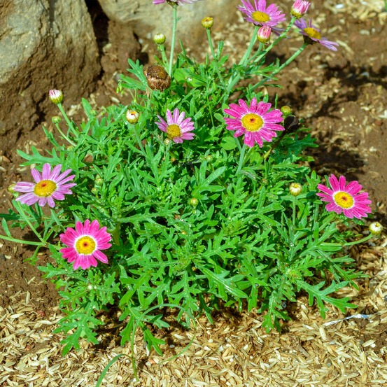 Argyranthemum grandaisy ® pink tourmaline - le pot / ø 10,5cm / hauteur livrée 20-40cm, vendu par lot de 4