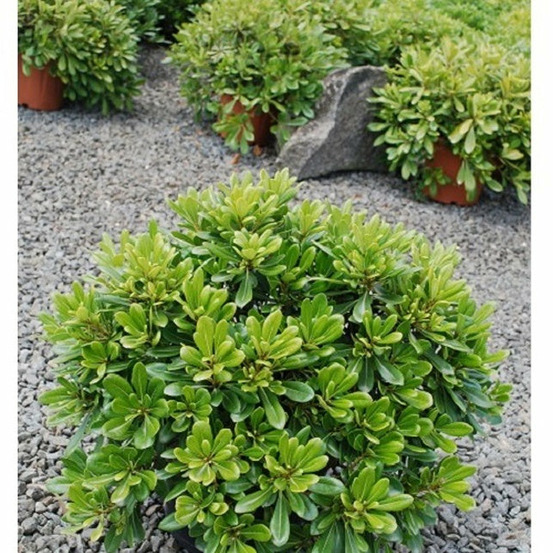 Pittosporum tobira 'nana' - le pot / 2l / hauteur livrée 25-30cm
