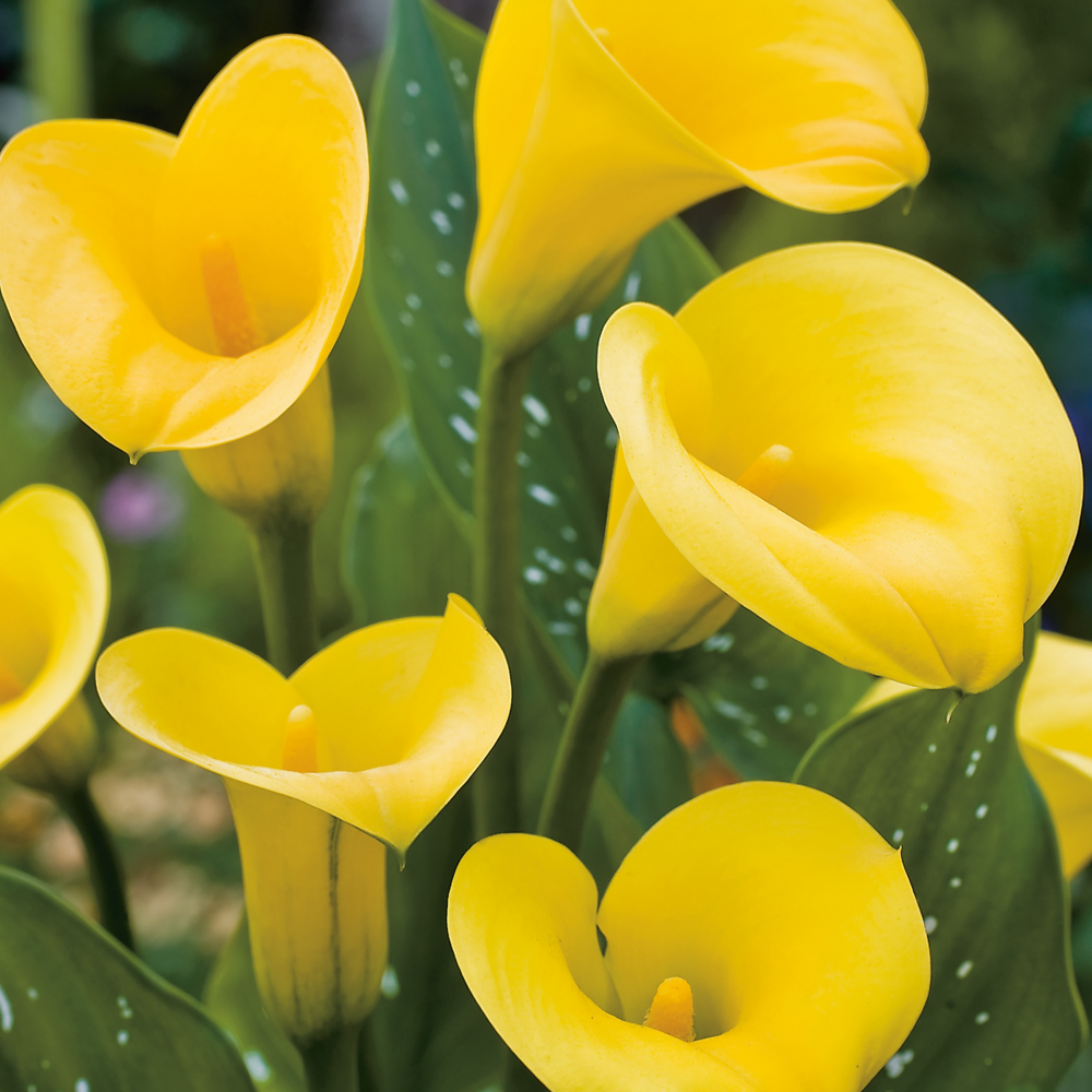 Arum jaune - 1 bulbe