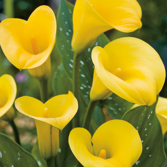 Arum jaune - 1 bulbe