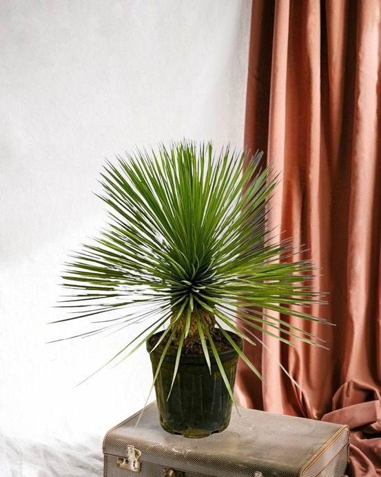 Yucca rostrata 70cm - plante d'intérieur