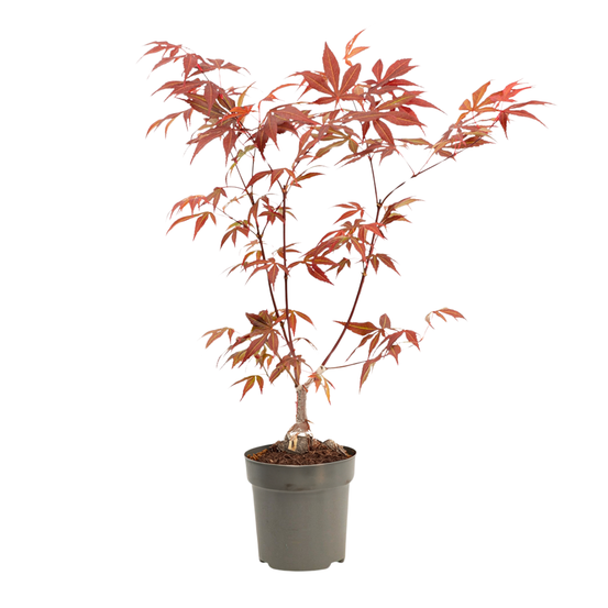 Érable du japon - acer palmatum 'atropurpureum' - hauteur 25-40cm - ⌀10,5cm