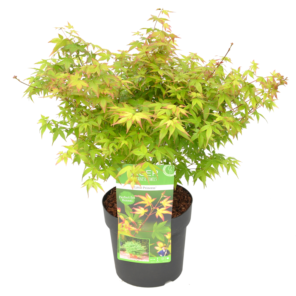 Acer palmatum little princess - érable du japon - plantes de jardin - 50-70 cm de haut - pot 19 cm
