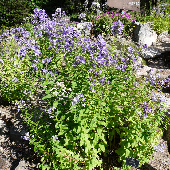 Campanule à fleurs laiteuses godet de 8/9 cm