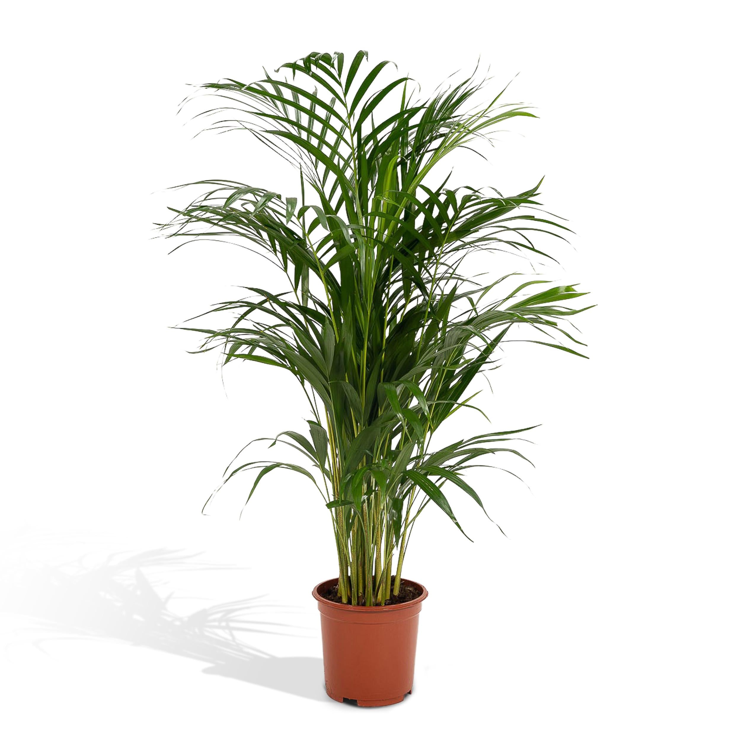Plante d'intérieur - palmier areca xl 110cm