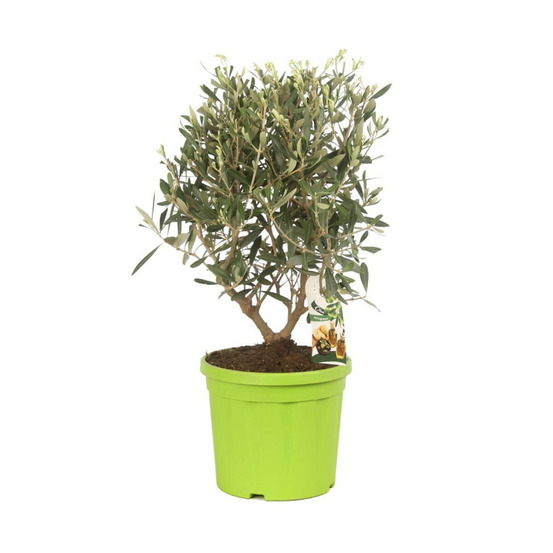 Olivier olea europaea 50 cm pot 20cm