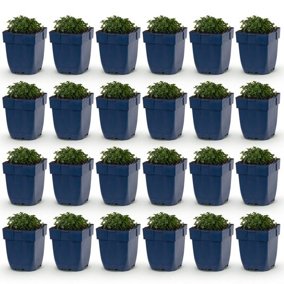 Campanule des murs - 24 plants - h 15-25 cm, pot ø11 cm