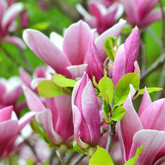 Magnolia de soulange - le pot / 3l / 3+ branches / hauteur livrée 60-80cm
