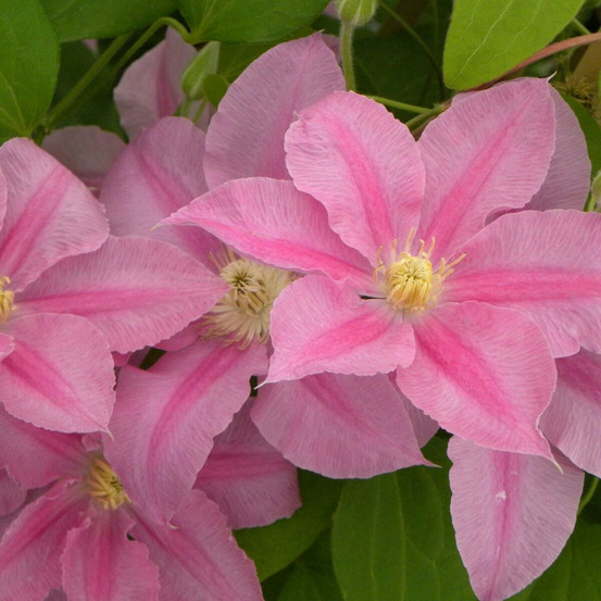 Clématite abilène™ 'evipo027' pot de 1,5l - tuteur bambou 30/60 cm