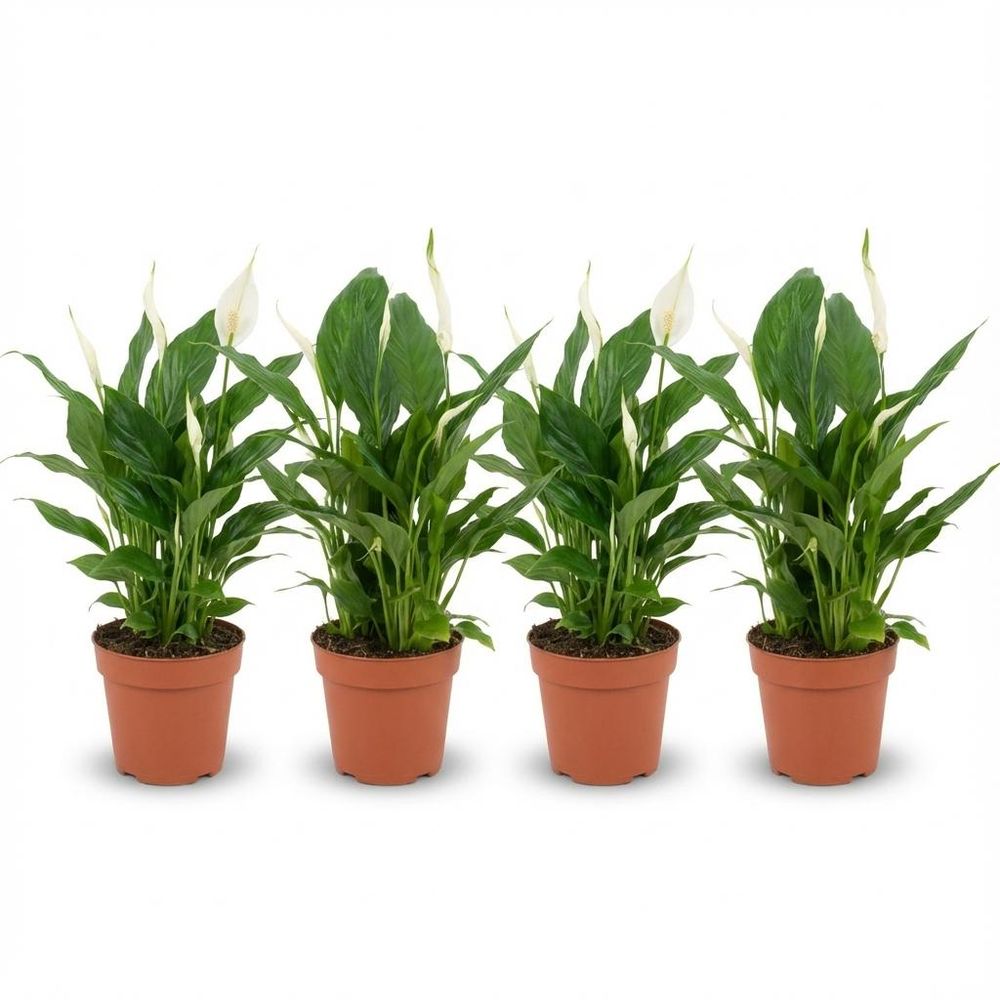Fleur de lune - spathiphyllum - lot de 4 - ø12cm - ↕40cm - plante d’intérieur