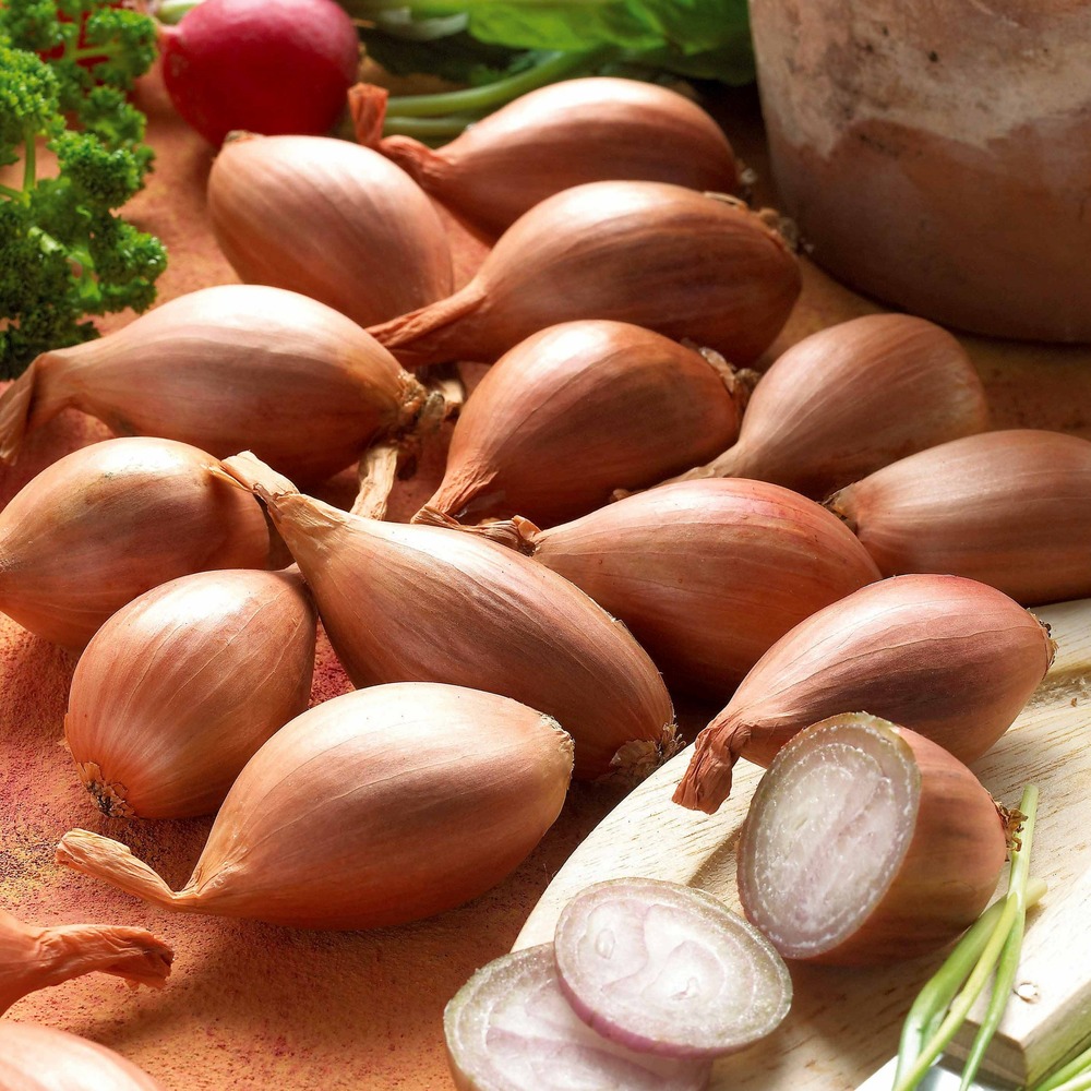 Echalote griselle - le sachet de bulbes / 500g / circonférence 15-30mm