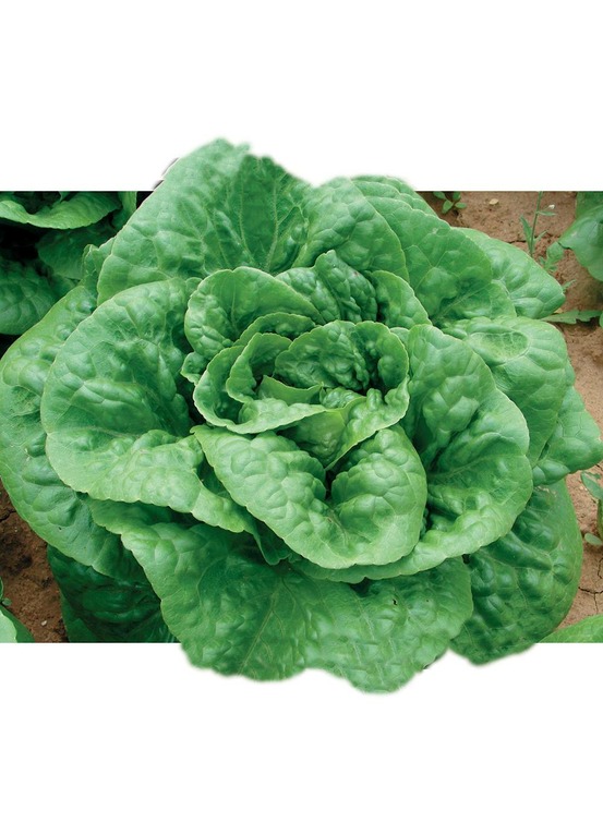 Laitue craquerelle du midi - 3 g