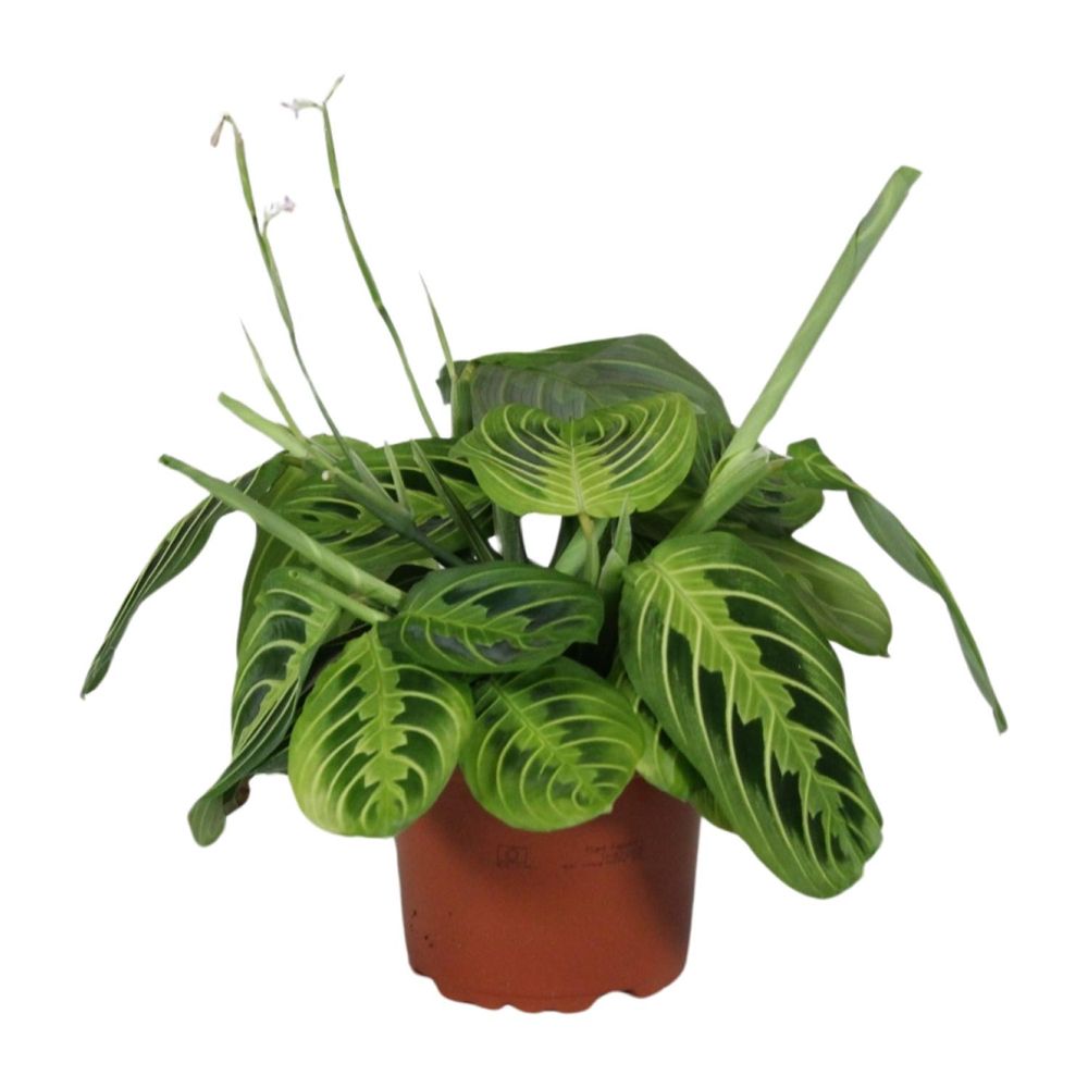 Maranta leuconeura fascinator lemon lime - ø12cm - ↕30cm - plantes d'intérieur