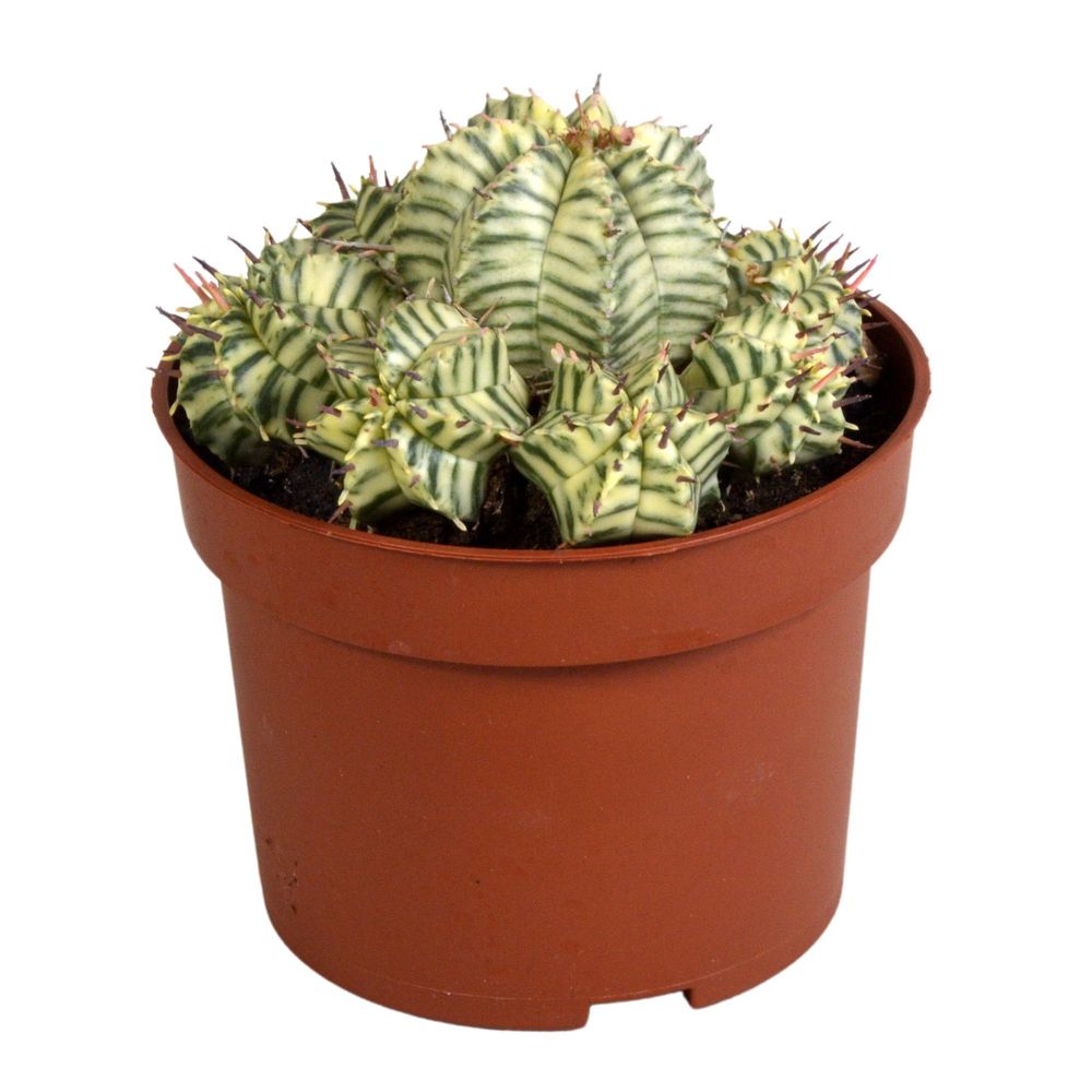 Euphorbe meloformis variegata - plantes d'intérieur