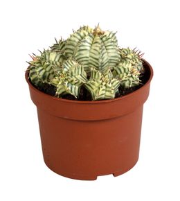 Euphorbe meloformis variegata - plantes d'intérieur