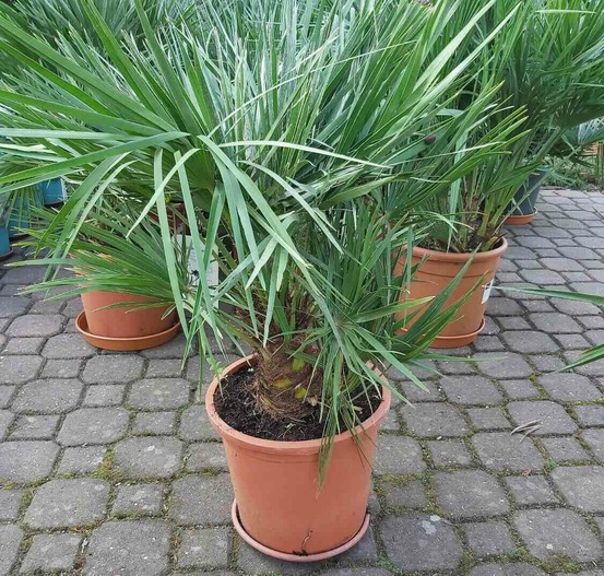 Chamaerops humilis (palmier doum)- pot de 280l 250/300cm