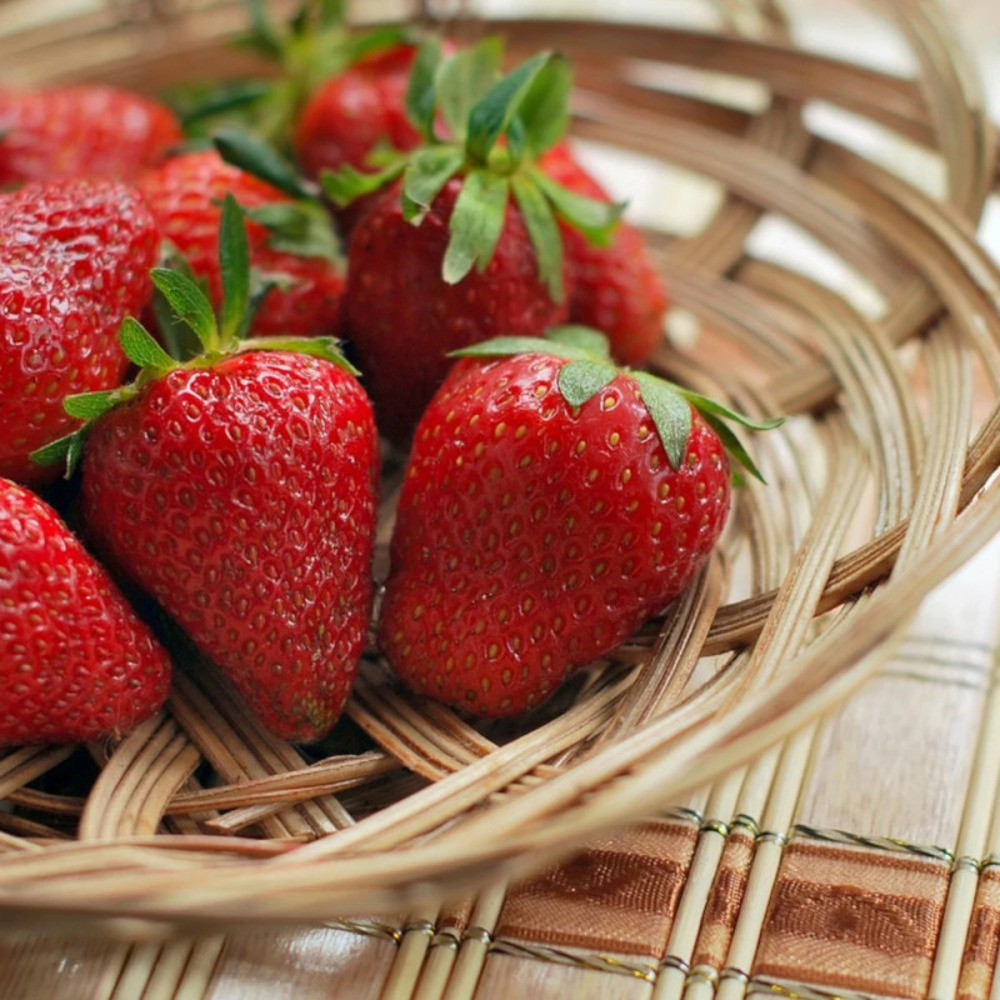 Plant de fraisier ciflorette barquette de 6 godets