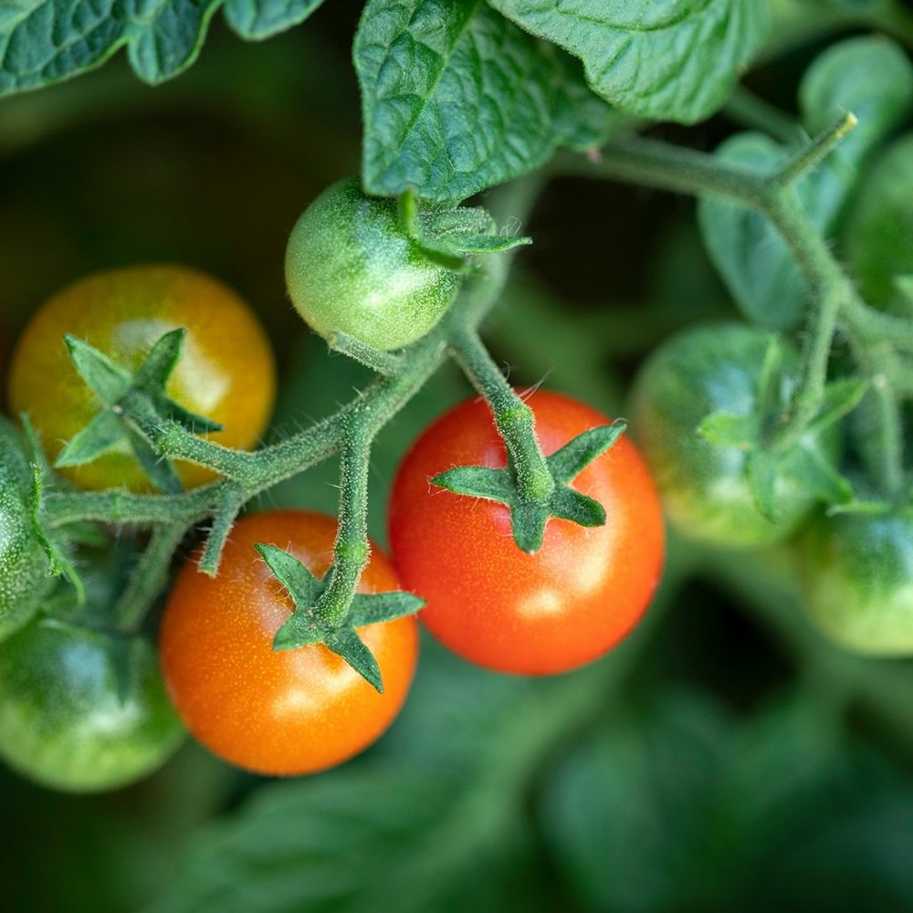 Tomate cerise le sachet de 500 graines environ (1g)