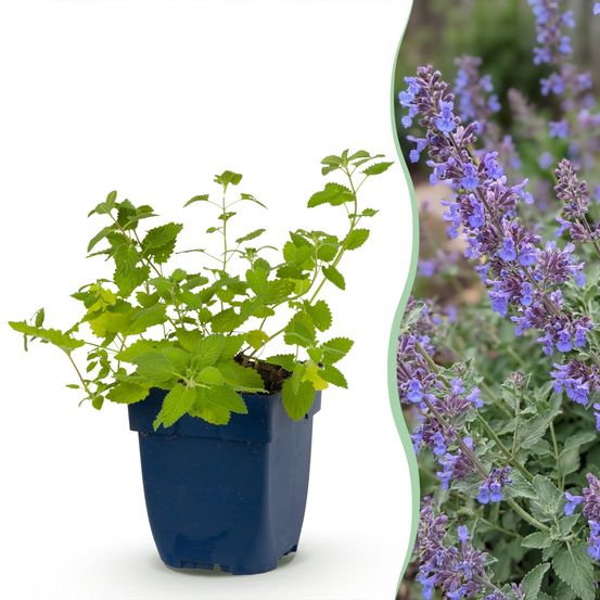 Népéta 'six hills giant' - lot de 6 - pot 11 cm - hauteur 25 cm - plante d'extérieur