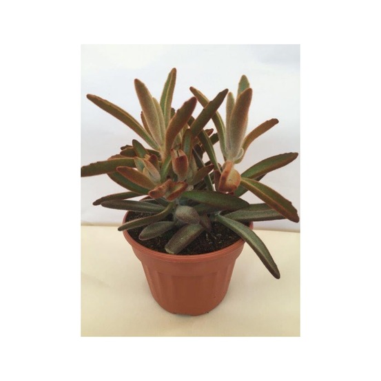 Kalankoe tomenteux pot de 12 cm / 13 cm