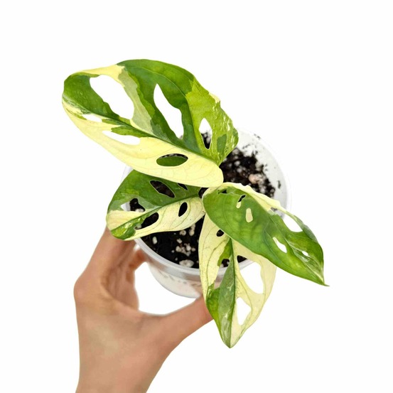 Monstera adansonii variegata - pot de 9cm