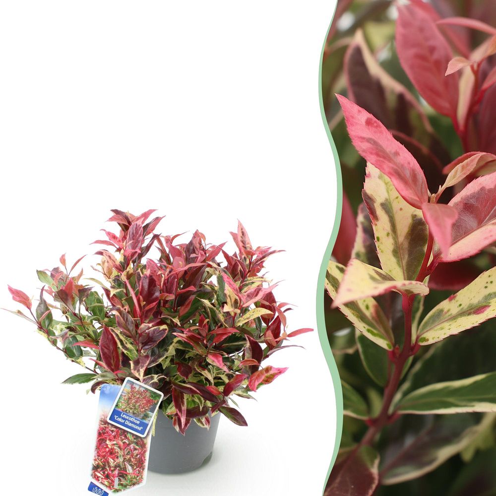 Leucothoé 'colour diamond' - pot 17 cm - hauteur 40 cm