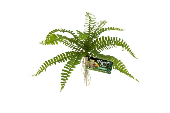 Naturalistic flora, sword fern - décor pour terrarium