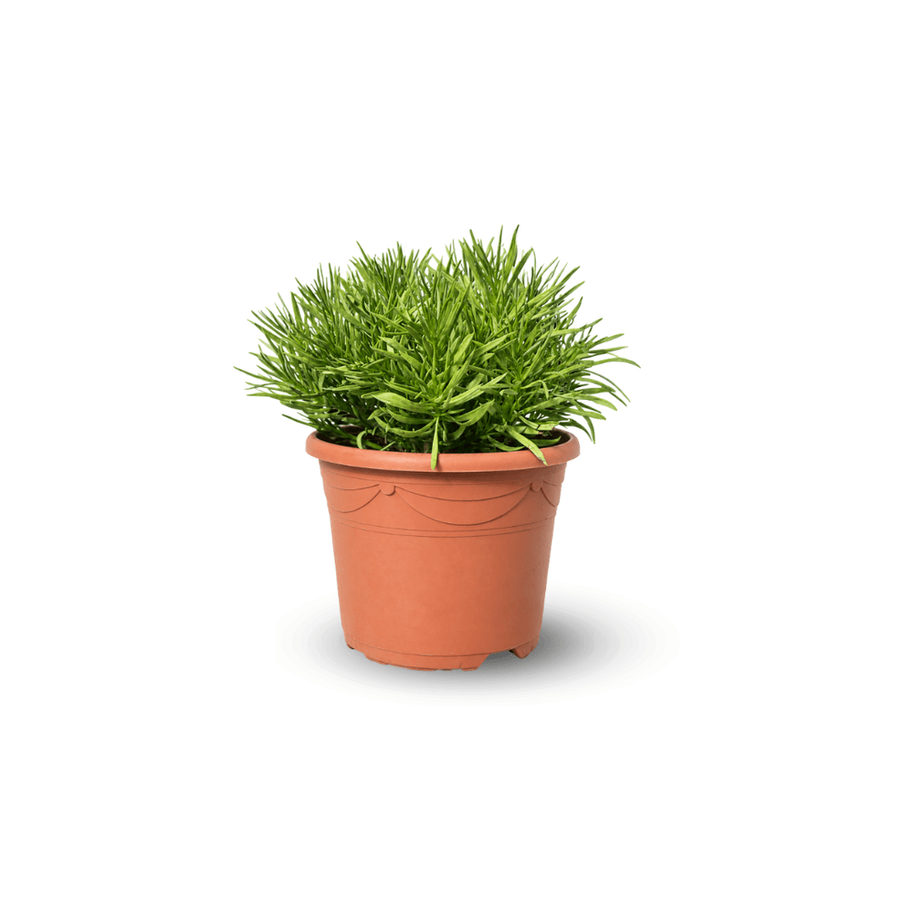 Peperomia ferryrae - 40-50 cm - ⌀ 24 cm - cactus et plantes grasses