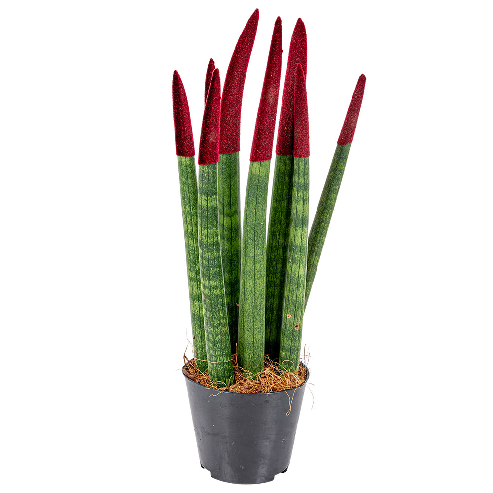 Sansevieria velvet touch - langue de belle-mère - plantes d’intérieur - 20-30 cm de haut - pot 9 cm