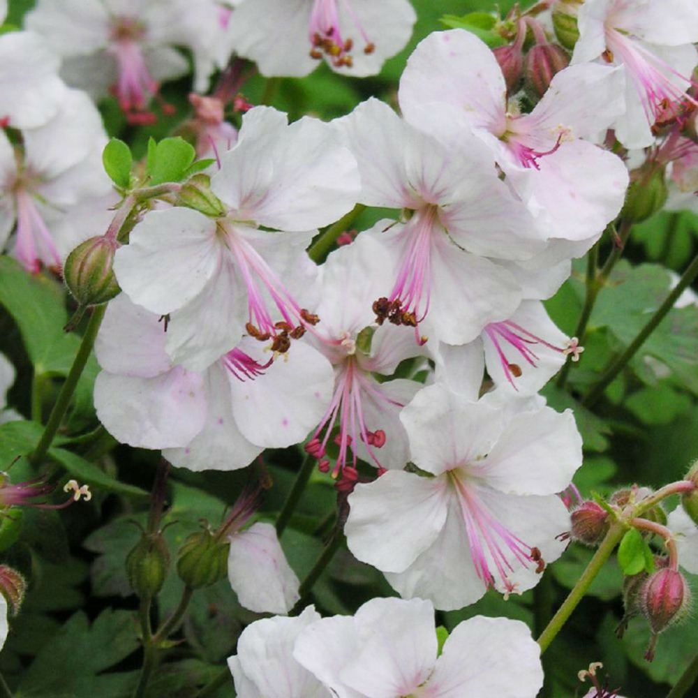 Géranium vivace biokovo lot de 3 godets